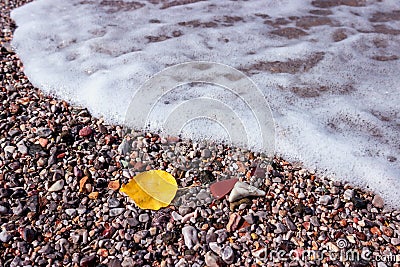 Bright autumn leaf on an empty beach. The incoming wav. e covers the colorful pebbles with foam Stock Photo