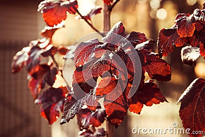 Bright autumn leaves on the tree, autumn warm Sunny weather Stock Photo