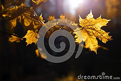 Bright autumn mapple leaves on dark background, beautiful lighting Stock Photo