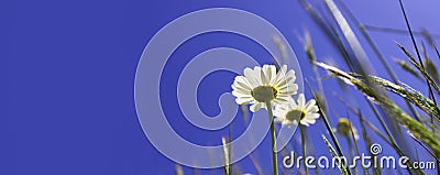 A bright banner with a place for text and plants against the blue sky in the summer. The concept of summer, spring, holiday dreams Stock Photo