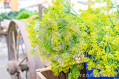 Bright, beautiful, blooming and yellow dill flowers being sold as an herb ingredient at a farm stand farmer`s market. Flowers ar Stock Photo