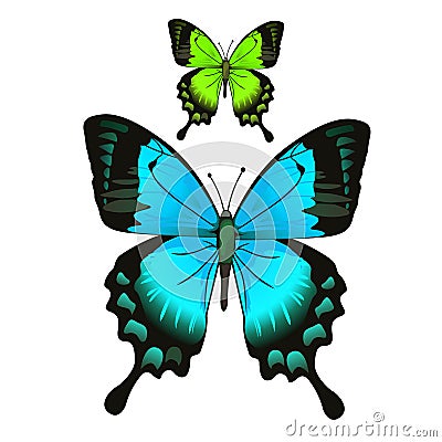 Bright beautiful blue and green butterfly Vector Illustration