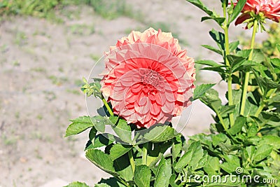 Bright beautiful dahlias bloom in autumn in gardens and parks Stock Photo