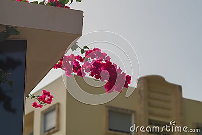 Bright beautiful flowers hanging from the balcony of the building against the background of a blurred high-rise building Stock Photo