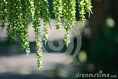 Bright, beautiful hanging group of green flower buds before opening, covered with spider webbing, from a palm plant in a lush Thai Stock Photo