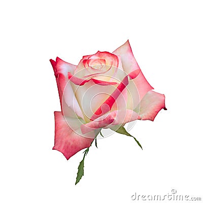 Bright beautiful pink rose Stock Photo