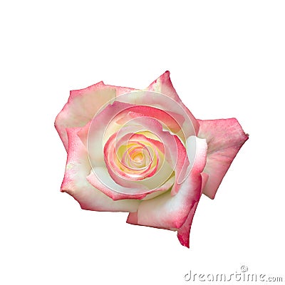 Bright beautiful pink rose Stock Photo