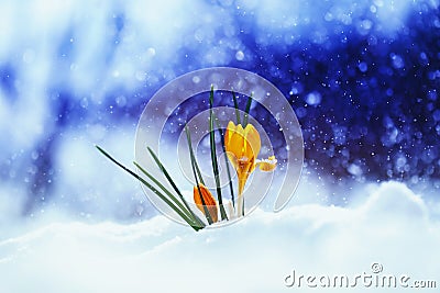 Bright beautiful spring flower snowdrop Crocus breaks through th Stock Photo