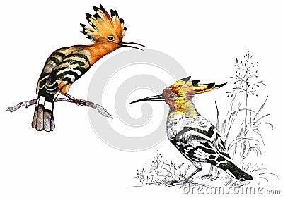 Bright birds on branches with flowers ink hand drawn illustration. Vector Illustration