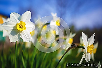 Bright blooming daffodils Stock Photo