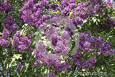 Bright blooming lilac bushes in the spring Stock Photo