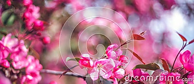 Bright blooming pink wild plum tree, beautiful spring floral background and texture Stock Photo