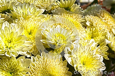 Bright blooming yellow chrysanthemums Stock Photo