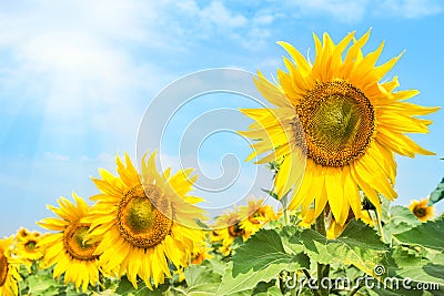 Bright blossoming sunflower flowers under the bright summer sun Stock Photo