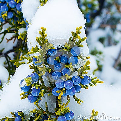 Bright blue cedar juniper berries ripen beneath and early autumn snow Stock Photo