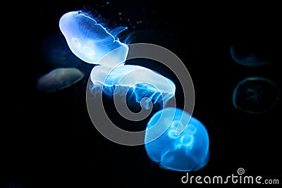 Sea anemone Stock Photo