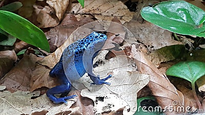 Bright blue poisonous frog on brown leaf Stock Photo