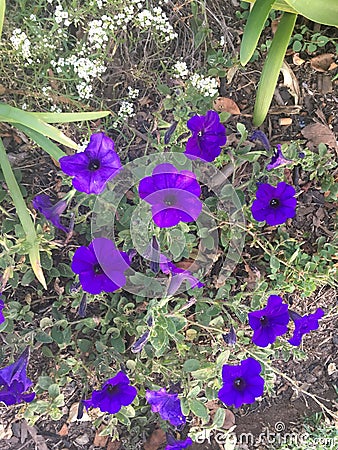 Bright blue/purple flowers Stock Photo