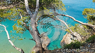 Bright blue quiet water beach landscape with green trees in a nature landscape Stock Photo