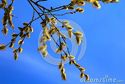 Willow branch in spring Stock Photo