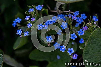 Bright blue tiny flowers are growing in the garden Stock Photo