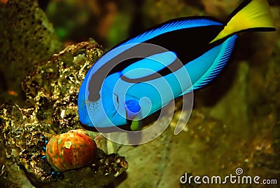Bright Blue Tropical Fish Stock Images - Image: 5132544