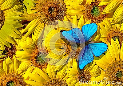 Bright blue tropical morpho butterfly on colorful sunflower flowers Stock Photo