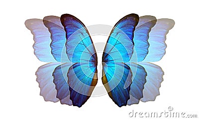 Bright blue wings of a colorful tropical morpho butterfly on white. flight effect. flutter of wings Stock Photo