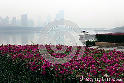 Bright bougainvillea Stock Photo