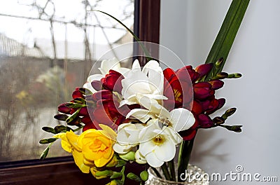 Bright bouquet of odorous freesia on a windowsill Stock Photo