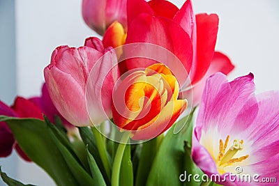 Bright bouquet of tulips opened, a pleasant surprise for women Stock Photo