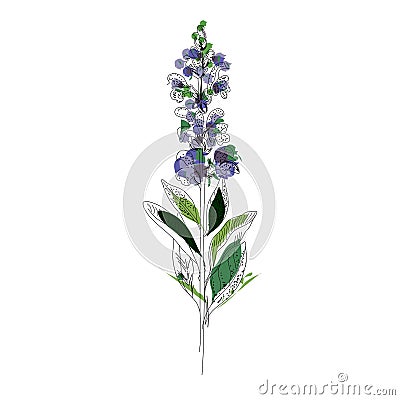 Bright branch of sage or Botanica sage vector lilac.n Stock Photo