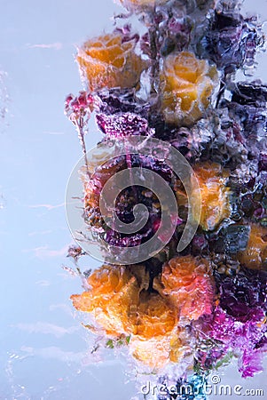 Bright bunch in icy composition Stock Photo