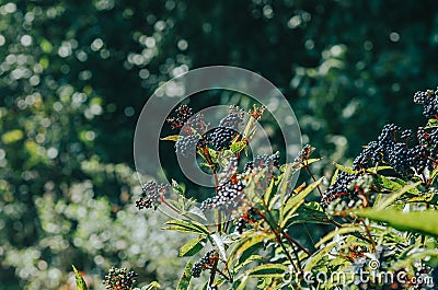 Bright bunches of black elderberry in the woods. Sun glare. Blurred background Stock Photo