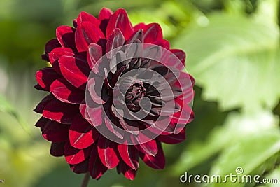 Bright burgundy dahlia against the background of green leaves. Stock Photo