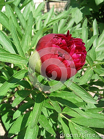 Bright burgundy peony flower on a background of juicy green foliage Stock Photo