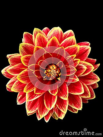 Bright burgundy-yellow dahlia flower close-up, png Stock Photo