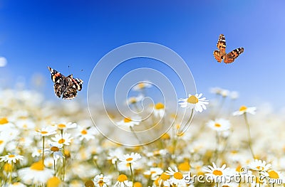 Bright butterflies flit over white beautiful flowers of daisies on a summer sunny rural meadow on a warm day Stock Photo