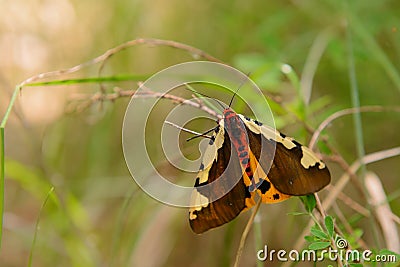 Bright butterfly moth sits on a grass Stock Photo