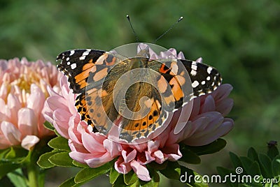 Bright butterfly with orange wings, white and black spots on the front wings, black spots on the rear wings. Stock Photo