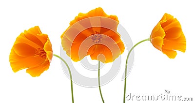 Bright californian poppy isolated Stock Photo