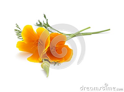 Bright californian poppy isolated Stock Photo