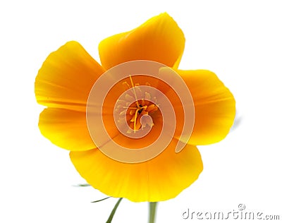 Bright californian poppy isolated Stock Photo