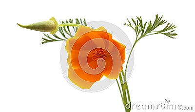 Bright californian poppy isolated Stock Photo