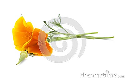 Bright californian poppy isolated Stock Photo