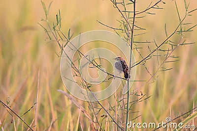 Bright-capped Cisticola in the morning Stock Photo