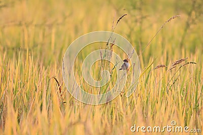 Bright-capped Cisticola in the morning Stock Photo