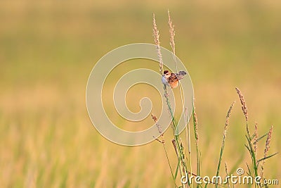 Bright-capped Cisticola in the morning Stock Photo