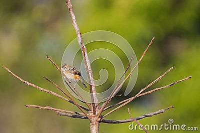 Bright-capped Golden-headed Cisticola bird in golden orange perching on dry branch Stock Photo