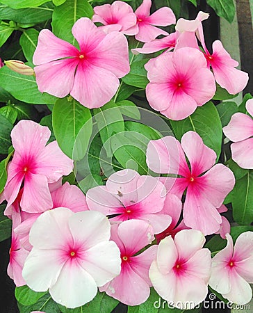 Bright Catharanthus flowers in shades of pink Stock Photo